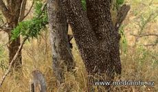 OXUcularımıza maraqlı sual: Kim tapa bilər? - FOTO