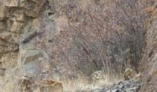 Sizcə, bu şəkildə hansı heyvan var? - FOTO YENİLƏNDİ