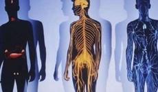 İnsan bədəni haqqında 40 ən maraqlı məlumat