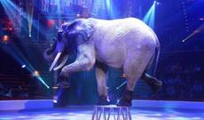 Sirkdə heyvanların oynadılmasına qadağa qoyuldu! - İNGİLTƏRƏDƏ