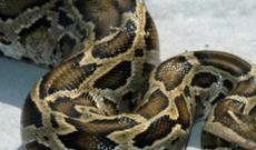 Pitonu camaata nümayiş etdirdi, polis əlindən aldı