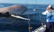 Okeanda qəribə məxluq görüntülənib - FOTO