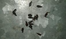 Lahıcı həşəratlar bürüyüb - Şok video