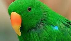 Tutuquşu evin xanımına ərinin xəyanətindən “danışdı”