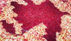 Bu il Nar bayramı Zay bayramı oldu! - GÖYÇAYDAN REPORTAJ