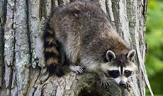 Tələyə "amerikanski" heyvan düşdü - SABİRABADDA