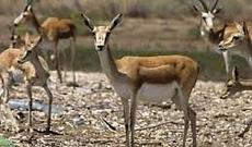 Bakı sakini həyətində saxladığı 8 ceyranı könüllü ETSN-ə təhvil verib