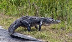 Floridada kanalizasiya xəttində qalan timsahı xilas ediblər - VİDEO