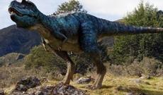 Argentinada dinozavr yumurtaları tapılıb - FOTO