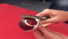 İlanın həyatı belə qurtuldu - FOTO