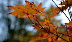 Sabah hava necə olacaq?