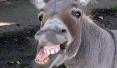 Eşşək 300 min dollarlıq maşını gəmirib, məhkəmə gedir