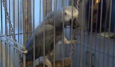 Bakıda 100 min manata tutuquşu satılır