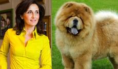 Anar Məmmədxanovun xanımının iti oğurlandı