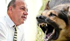 Əli Mirəliyev itlərə hücum etdi