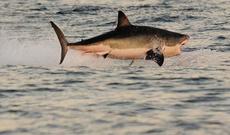 Köpək balığından qaçmaq üçün 3 saat üzdü