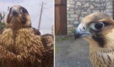 Bakıda 5 min manata Şahin quşu satılır - Video