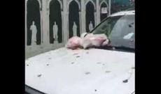 Bakıda yüzminlik maşını cızıq-cızıq edib üstünə zibil atdılar