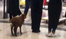 Ərəb turist “Gənclik Mall”a qoyunla girdi