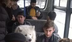 Bakıda qəribə hadisə: avtobusda itləri oturacaqlarda oturdublar-foto-video