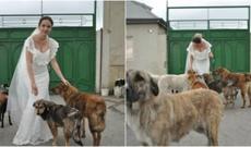 Bakıda gəlin toy foto sessiyasını küçə itləri ilə etdi