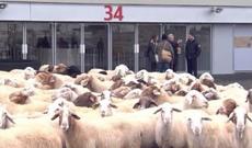 “Qarabağ”ın oynadığı stadiona qoyunlar hücum etdi - VİDEO