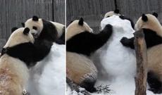 Pandalar qar adamını parçaladılar-video