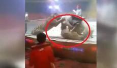 Sirkdə qorxunc hadisə - Şir və pələng ata hücüm etdi-video