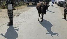 Məhbuslar inəklərlə müalicə olunacaq