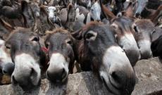 Azərbaycan ötən il xaricdən eşşək almaylb