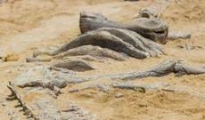 Qolf Federasiyası fəaliyyətini dayandırıb