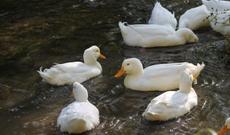 Balıqları yemləyən ordəklər-VİDEO