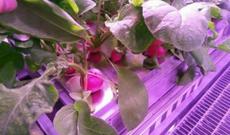 Antarktidada ilk məhsul yığıldı