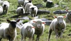 Marixuana yeyən qoyunlar kəndi bir-birinə qatdı
