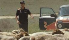 Azərbaycanda Formula-1 pilotlarının yolunu qoyunlar kəsdi - Video