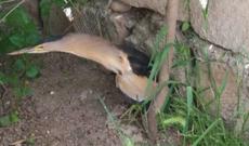 Bakıda qeyri-adi canlı peyda oldu