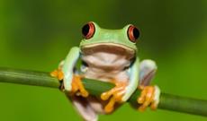 Goranboya qurbağa yağışı yağıb-VİDEO