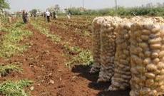 Kartof kəskin ucuzlaşdı, cəlilabadlı fermerlərə ağır zərbə-video