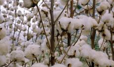 ABŞ Türkmənistandan pambıq almayacaq