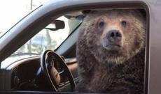 Ayı avtomobilin şüşəsini sındırıb sükana keçdi