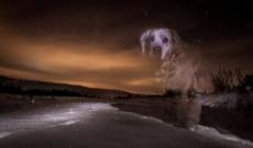 İt ruh gördü - Sahibəsi dondu qaldı