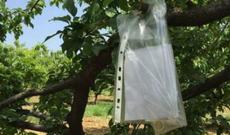 Ərik bağından meyvə yeyən polis bağ sahibindən belə hallalıq istədi