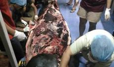 Balinanın mədəsindən çıxanlar şok yaratdı