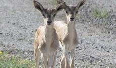 Ceyranların sayı 7 minə çatdı