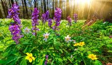 Sabah Azərbaycan ərazisində 28-30 dərəcə isti gözlənilir