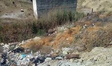 ETSN Abşeronda 3 nəfəri 2100 manat cərimələdi