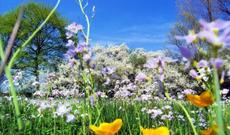 Yay fəslinin nə vaxt başlayacağı məlum olub