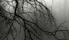 Güclü yağış bu bölgələri iflic etdi - Video