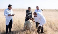Azərbaycanda yeni qoyun növü yaradılıb