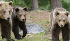Ayılara yem verdiyinə görə min dollar cərimələndi